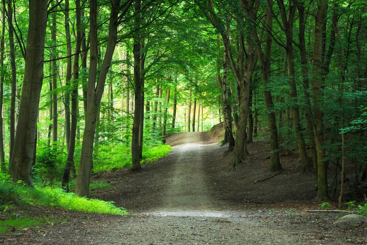 Orman yolu